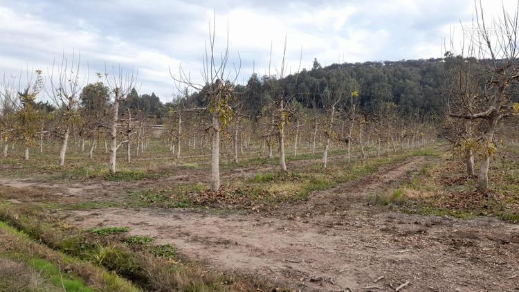 terreno en venta en Paine