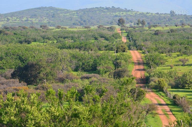 terreno en venta en Zapallar