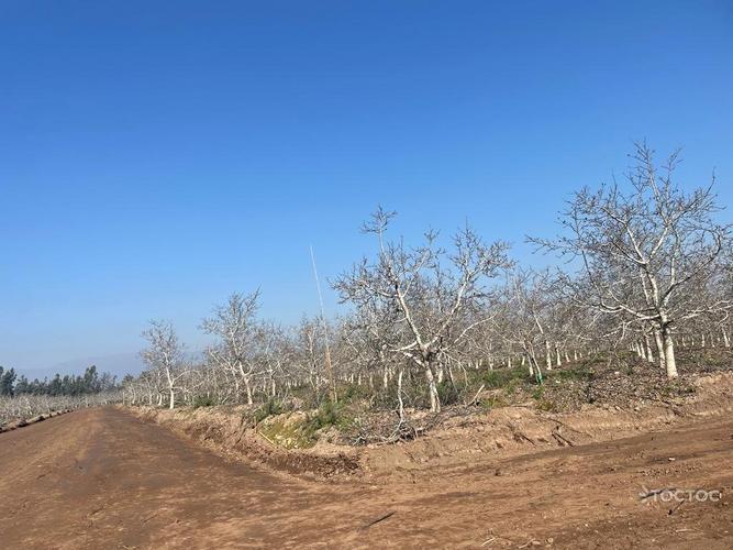 terreno en venta en Talagante