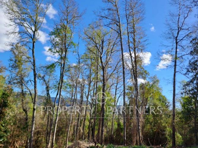 Parcela sector Pichihuape