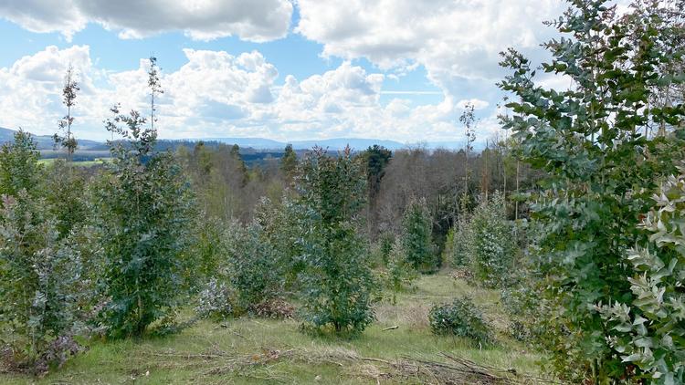 terreno en venta en Villarrica