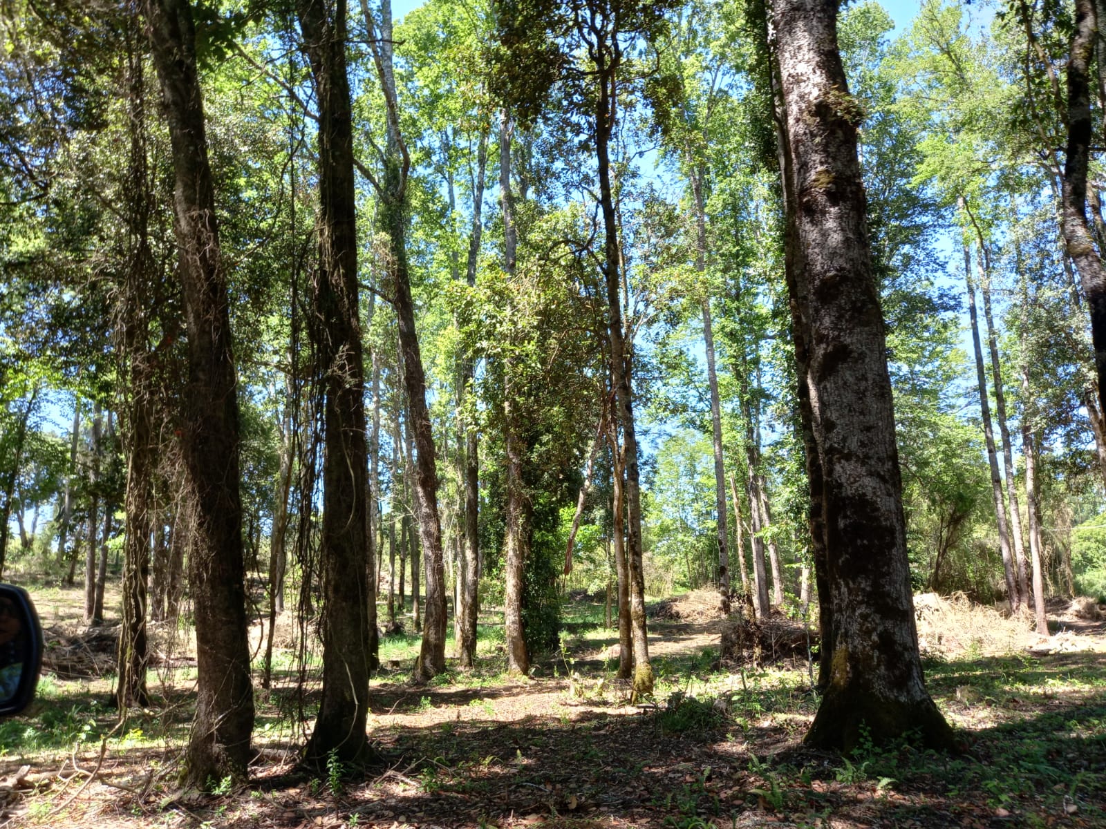 Vendo Parcelas cercana Cunco