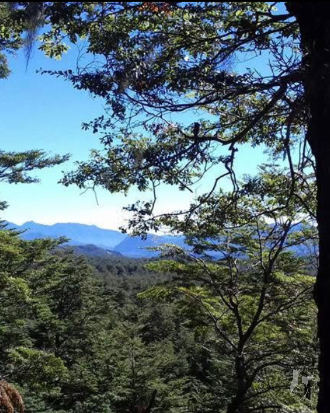 VENTA PARCELAS CURARREHUE A 35 MIN DE PUCÓN