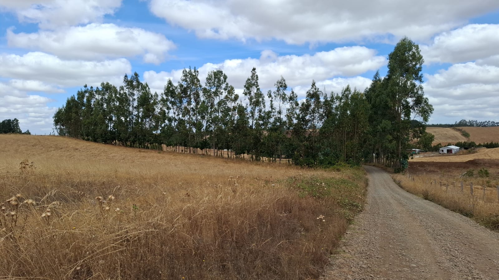 Vende Terreno indígena 20.000 m² Camino Comunida