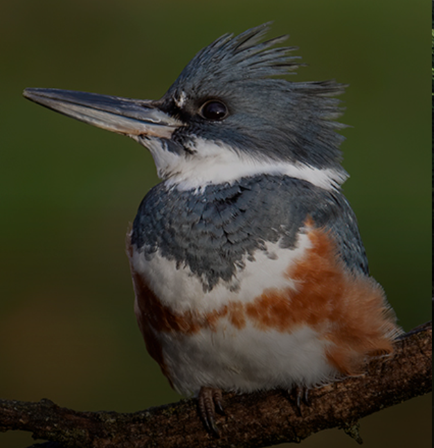 VIVE Y FORMA PARTE DE UNA RESERVA NATURAL