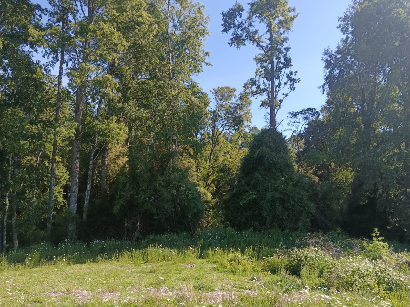 Venta de Parcela Coipué Alto Sector Aviación, co