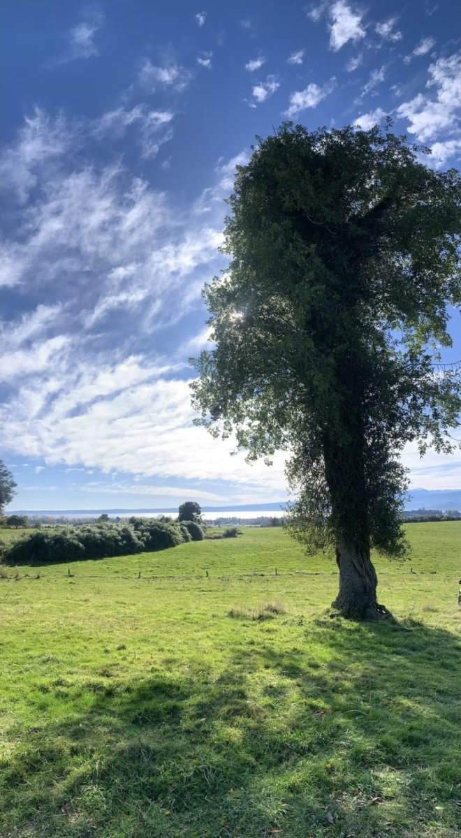 Vende terrenos de 5.000 mt2 con rol propio en proyecto Copihues de Puyehue. Cerc