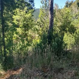 PARCELA LISTA PARA CONSTRUIR CON ÁRBOLES NATIVOS,