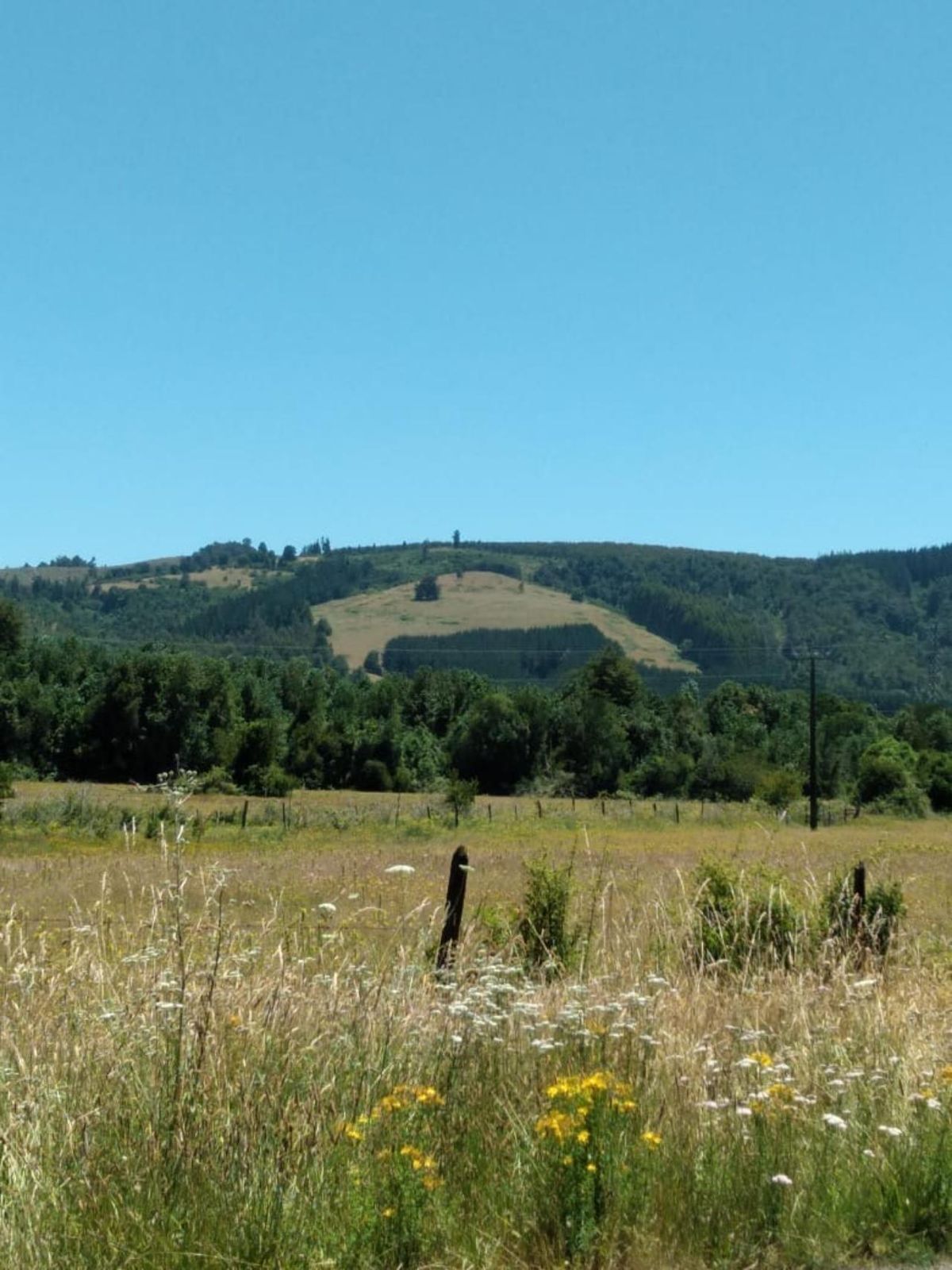 VENTA TERRENO - SITIO 950000MTS Paillaco