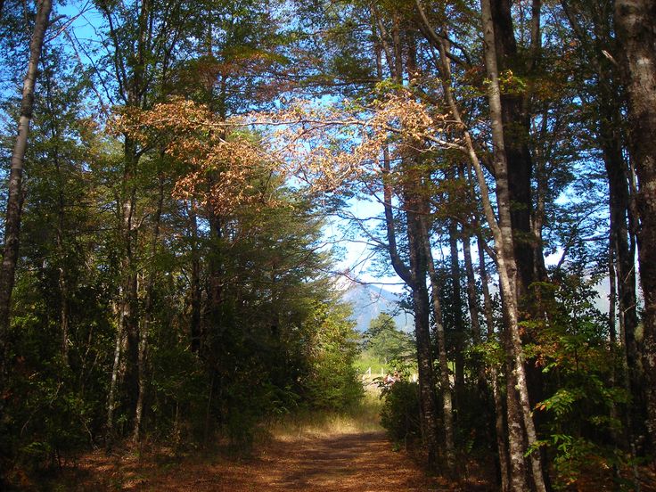 SE VENDE PARCELA, SECTOR METREÑEHUE, PUCÓN